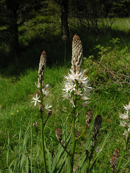 Asphodelus aestivus North American Rock Garden Society